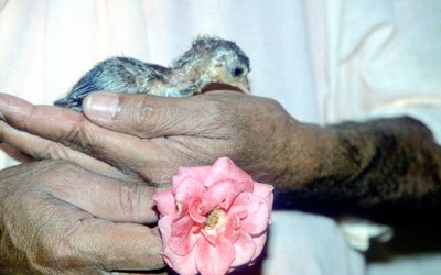 Vegetarianism & the Vedas