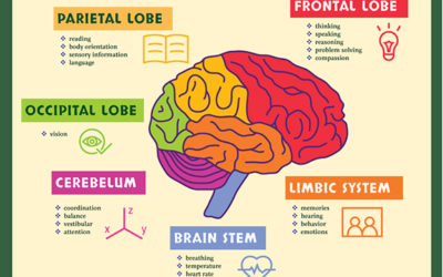 The Science of Yoga, Part 5: Yoga and the Brain Systems