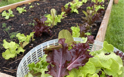 Weeds are a Gardener’s Best Friend