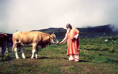 The Spirit of Ahimsa: Creating a More Loving World