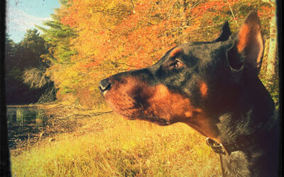 Thanks, Little Buddy: How My Dog Taught Me Yoga