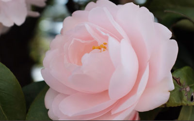 What We Can Learn from a Flower