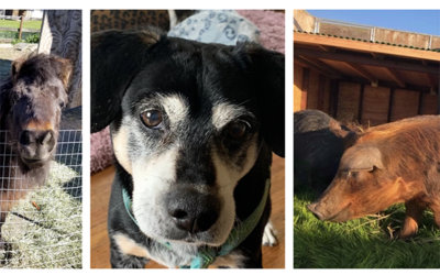 Integral Yoga Class to Benefit the Wonder Farm Animal Sanctuary